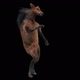 41 Horse Dancing HD - VideoHive Item for Sale