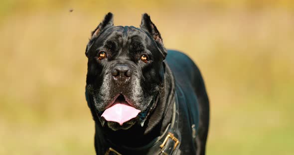 Black Cane Corso Dog Wears In Special Clothes Go Towards Camera