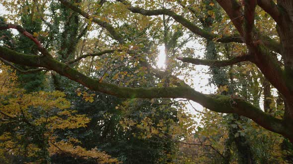 Autumn / Fall Branch Comes Into Focus