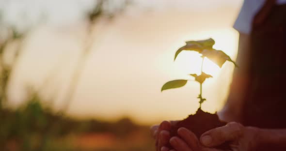 Hands holding herb plant at sunset