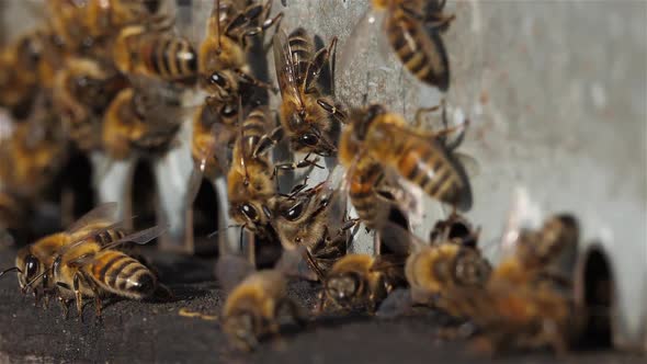 Bees flying around the hive