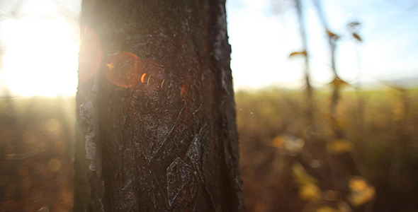 Tree In The Autumn alt