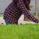 Asian women holding green oak in hydroponic vegetable farms and checking root of Greenbo - VideoHive Item for Sale