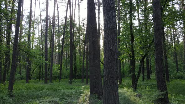 Summer Forest with Pine Trees Slow Motion