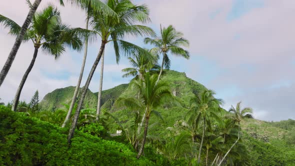 Coconut Palm Trees Bottom Top View Wild Kauai Nature on Sunny Hawaii Island