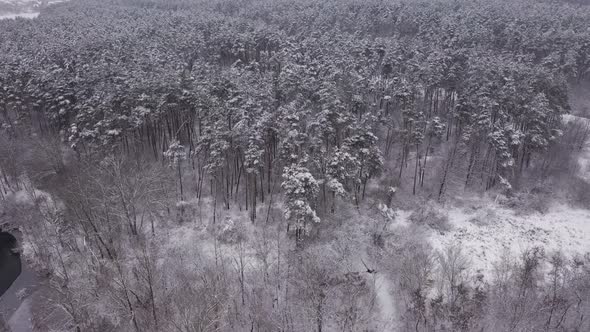 Aerial View Snow Covered Trees In The Forest