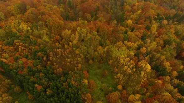 Aerial view of the autumn forest in cloudy weather