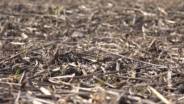 Cut Dry Plant Stems in Soil of Agricultural Land Fallow After Harvest