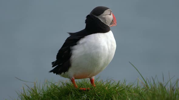 Wild Atlantic Puffin Seabird in the Auk Family in Iceland