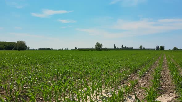 Green Wheat Field