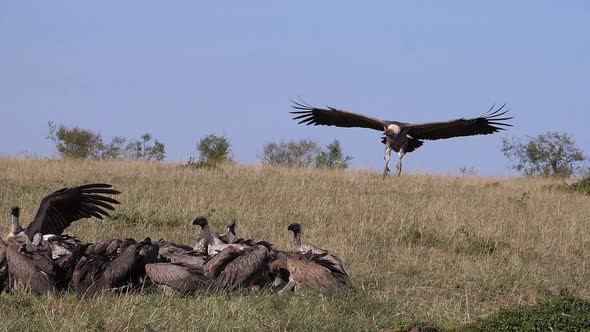 African White Backed Vulture, gyps africanus, Ruppell's Vulture, gyps rueppelli