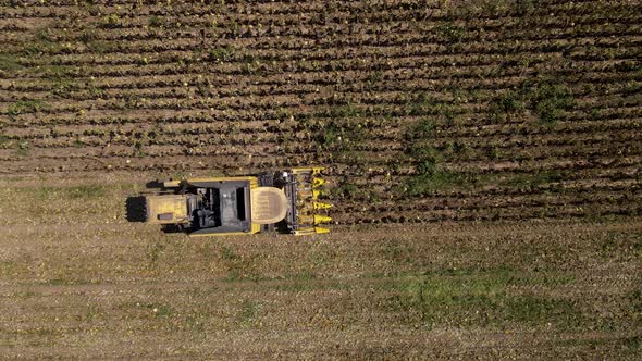 Harvesting Sunflowers Growing in a Farmer's Field