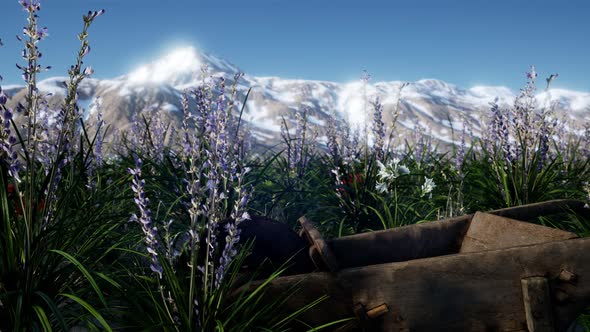 Lavender Field with Blue Sky and Mountain Cover with Snow