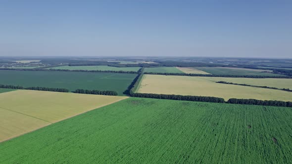 Rows of Young Green Sunflower Plants in Field