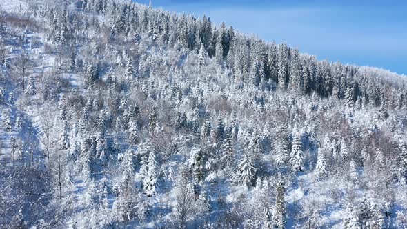 Aerial View of a Fabulous Snowcovered Forest on the Slopes of the Mountains