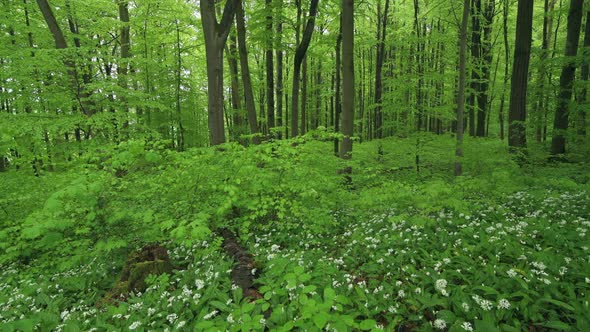 White ramson flowers, Hainich National Park, Thuringia, Germany