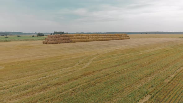 Agricultural Field with Stacked Straw Bales After Harvesting of the Crops