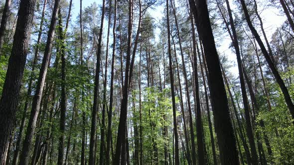 Trees in the Forest By Summer Day