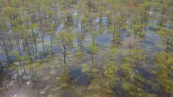 Aerial drone view of a swamp lake in Africa.