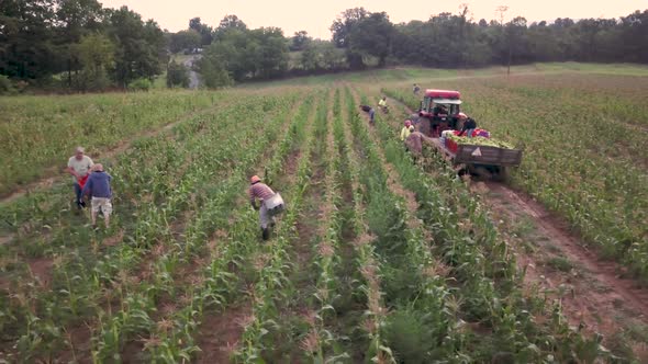 Aerial view with camera sliding across workers in field picking fresh corn with tractor pulling corn