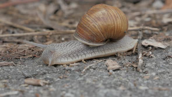 Snail is crossing the street