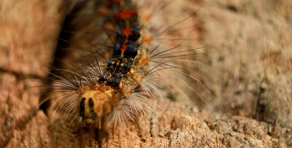 Hairy Caterpillar