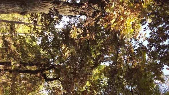 Vertical Video of an Autumn Forest During the Day in Ukraine