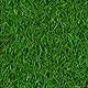 Short Realistic Grass - 3DOcean Item for Sale