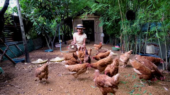 Asian Women Feeding Chicken on a Farm in Thailand