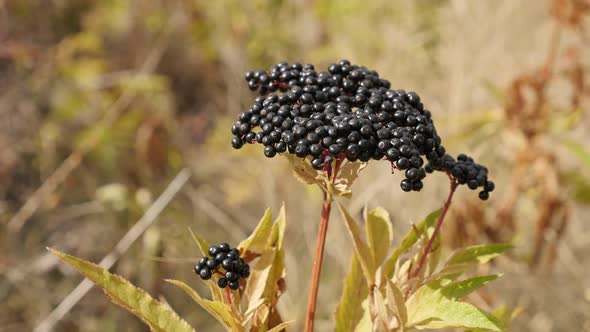 Slow motion  of Sambucus ebulus  close-up 1080p FullHD footage - Danewort herbaceous elder plant sha