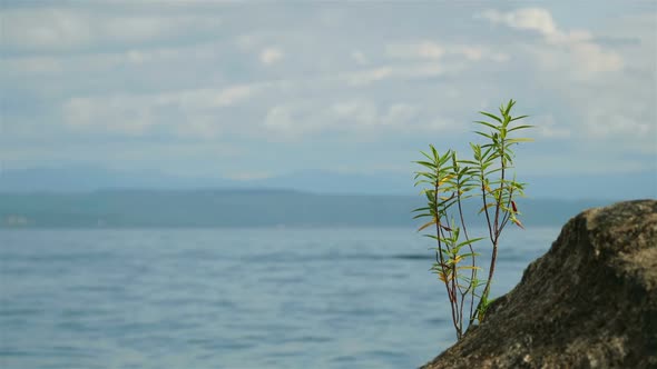 Small Plant on Rock in the Foreground of a Lake With Mountains