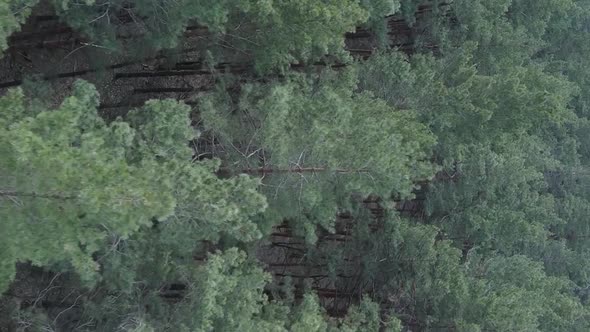 Vertical Video of Green Pine Forest By Day Aerial View