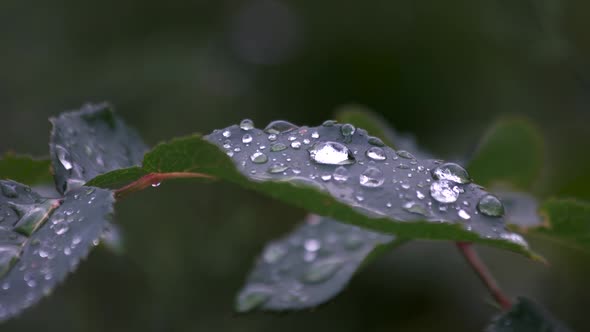 Green Leaf with Water Drops on Nature Background