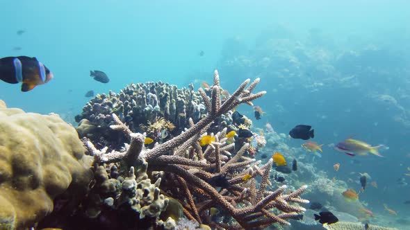 Coral Reef and Tropical Fish. Leyte, Philippines