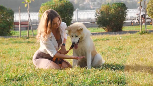 Young woman walking her cute Akita Inu dog in park on sunny day. Lovely pet