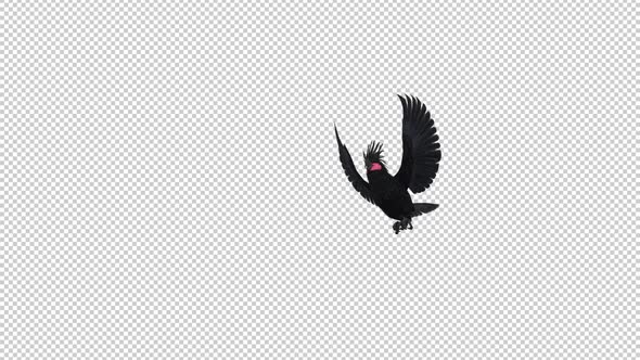 Black Parrot - Palm Cockatoo - Flying Transition - II - Alpha Channel