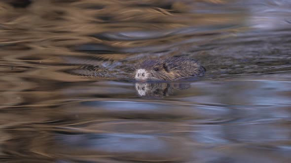 Close Up Of Coypu (Myocastor Coypus) Swimming In The Water.