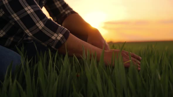 Male Hand is Touching Gently Rice Leaves at Agricultural Field at Sunset