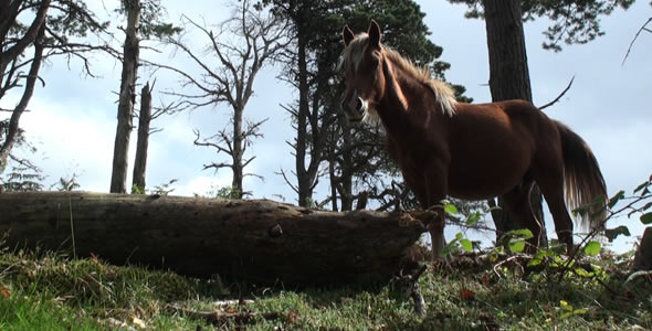 Horse in the Mountain 1