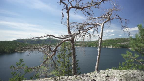 Beautiful calm lake landscape, slider shot behind tree in summer