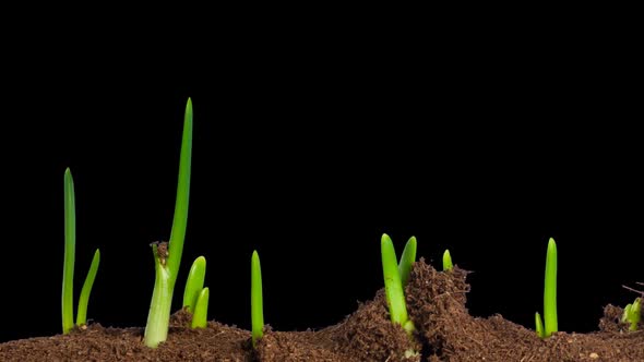 Growing Onion Time Lapse With Alpha Channel