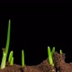 Growing Onion Time Lapse With Alpha Channel - VideoHive Item for Sale