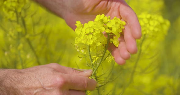 Canola Field or Rapeseed Field Agriculture