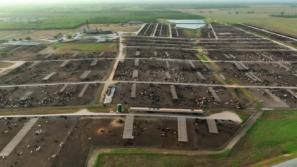 Descending aerial reveals huge expanse at cattle feedlot in USA. Meat production industry.