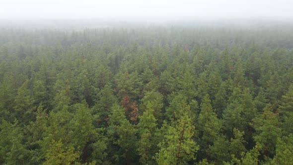 Fog in the Forest Aerial View