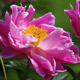 Peony Flowers in Garden - VideoHive Item for Sale