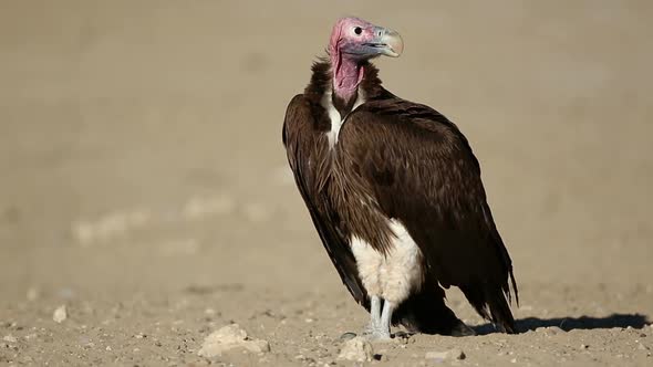 Lappet Faced Vulture On The Ground