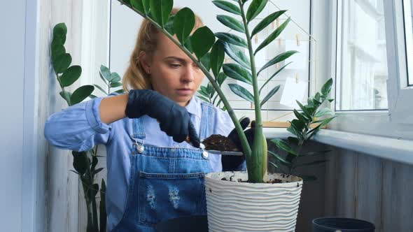 Gardener Woman Transplants Indoor Plants and Use a Shovel on Table