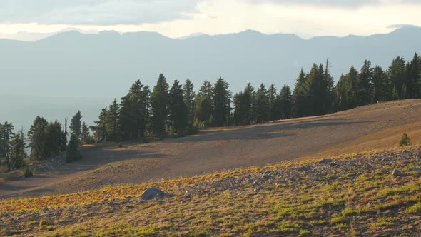 Meadow with fir trees