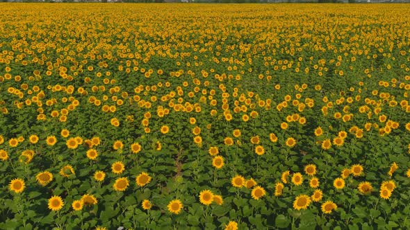 Aerial View of Sunflower Field in Summer